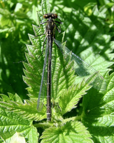 red-eyed damselfly